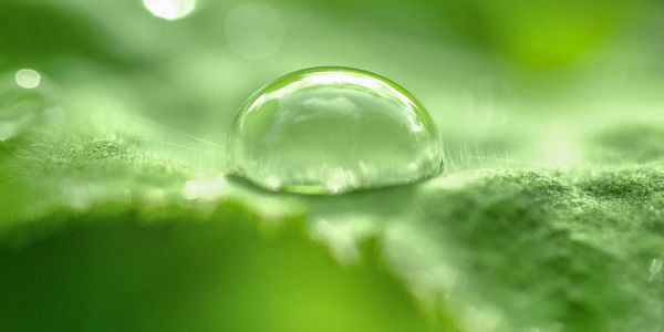 Water droplets on a leaf, illustrating clarity and freshness.